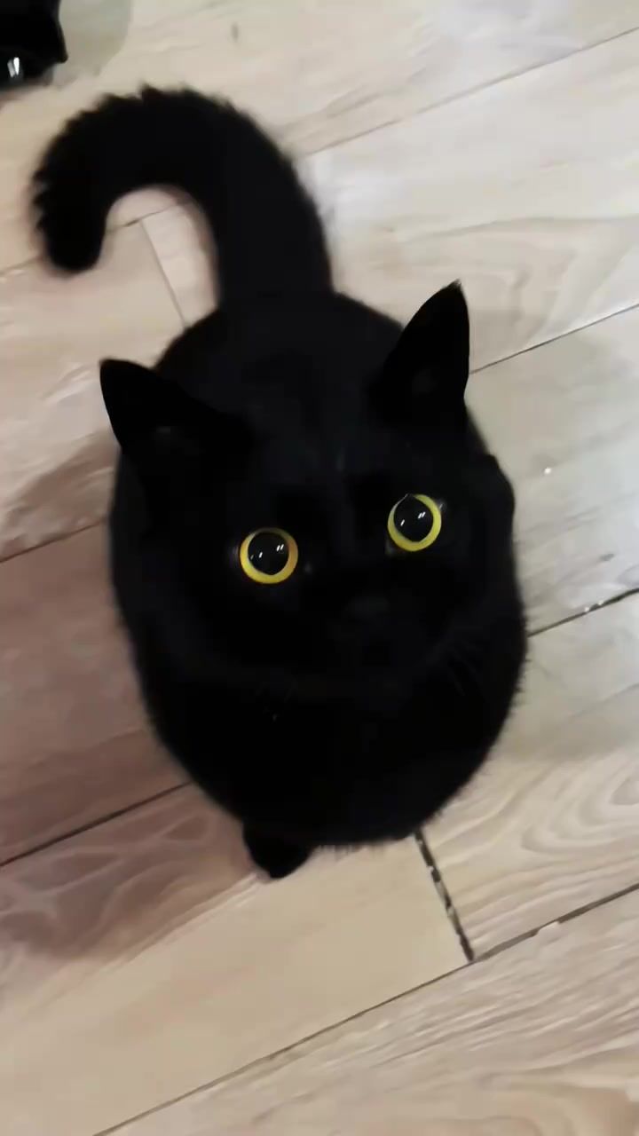 黑猫我看到你本体了截图