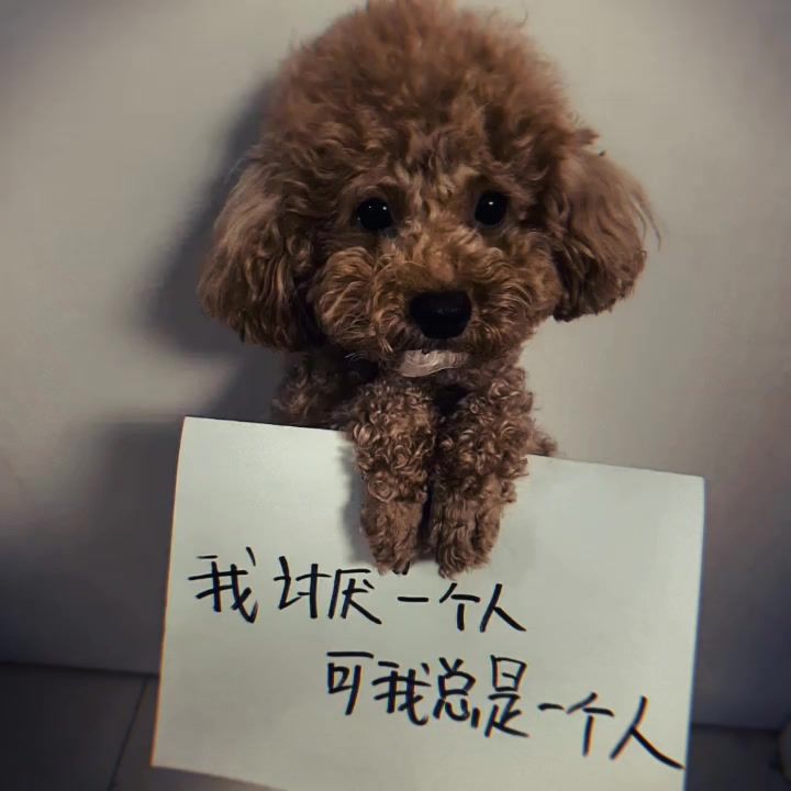 我讨厌一个人 我总是一个人截图