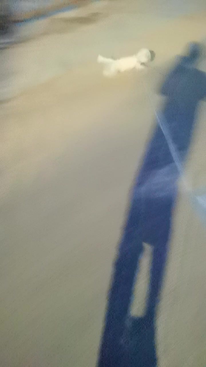 中午没等到开服,结果下午被邻居喊去帮忙了最后还帮遛狗了截图