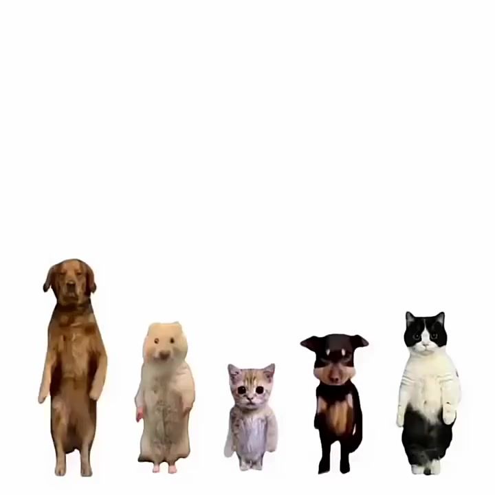 小狗狗过来截图