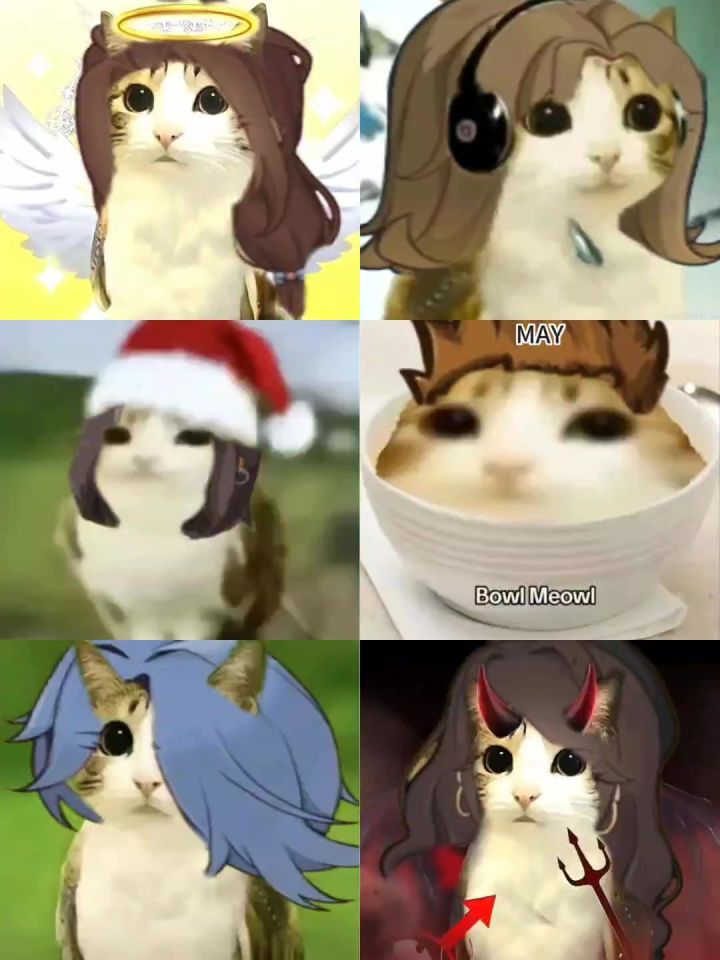小生活✖️猫头鹰小猫|搞笑表情包合集🐱截图