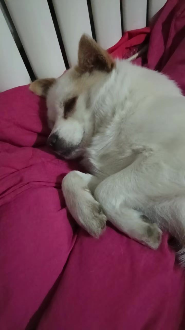 可爱的小可爱小狗截图
