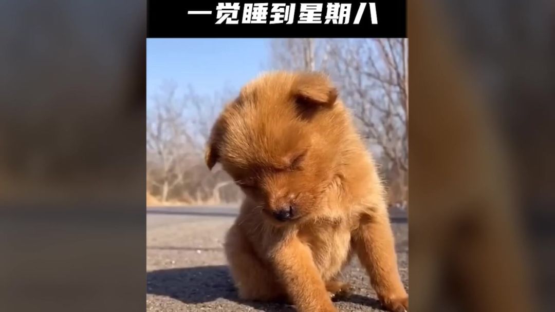 video-5441040