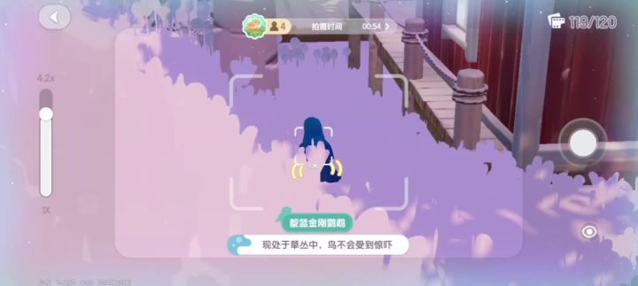 鹦鹉五星纯享版截图