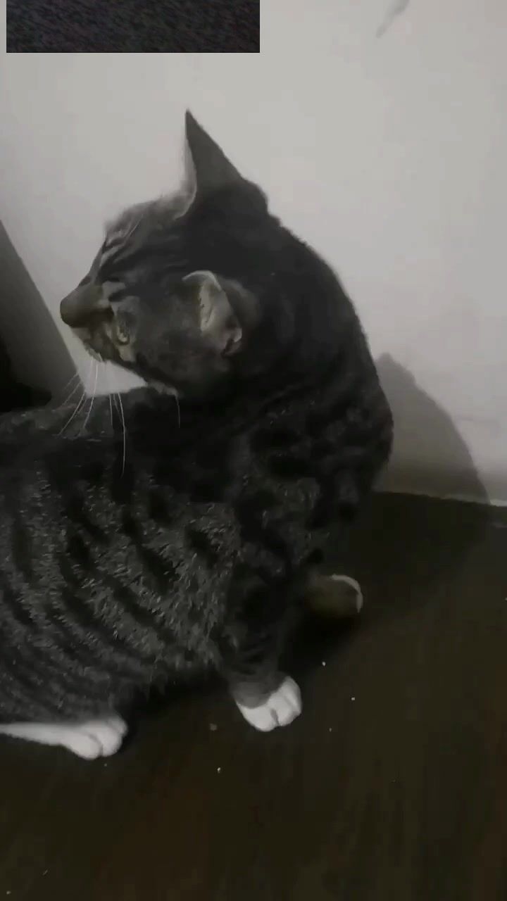 2021.1.31和弟弟一起撸猫截图