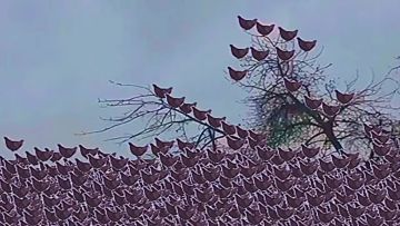 外网大神搞笑视频