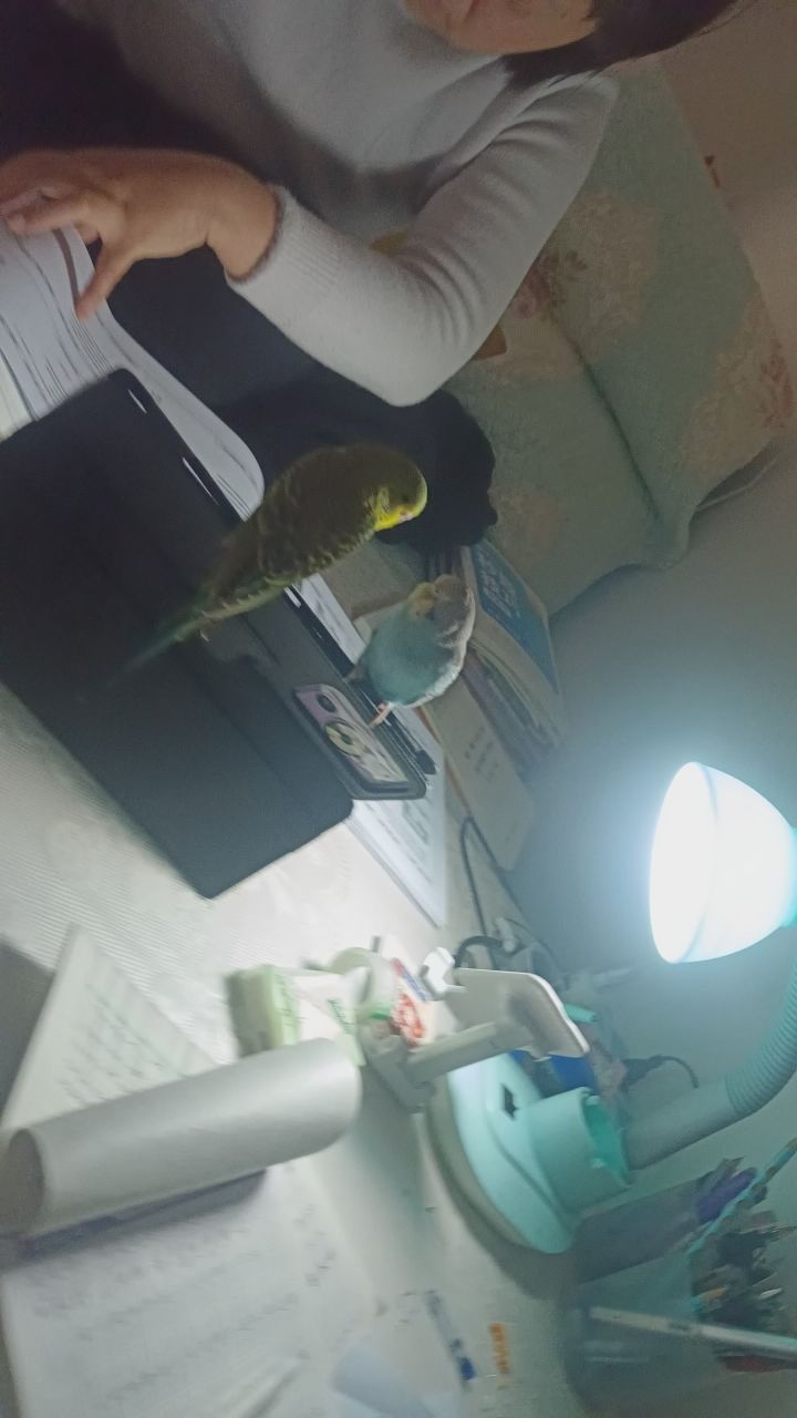 小鸟截图