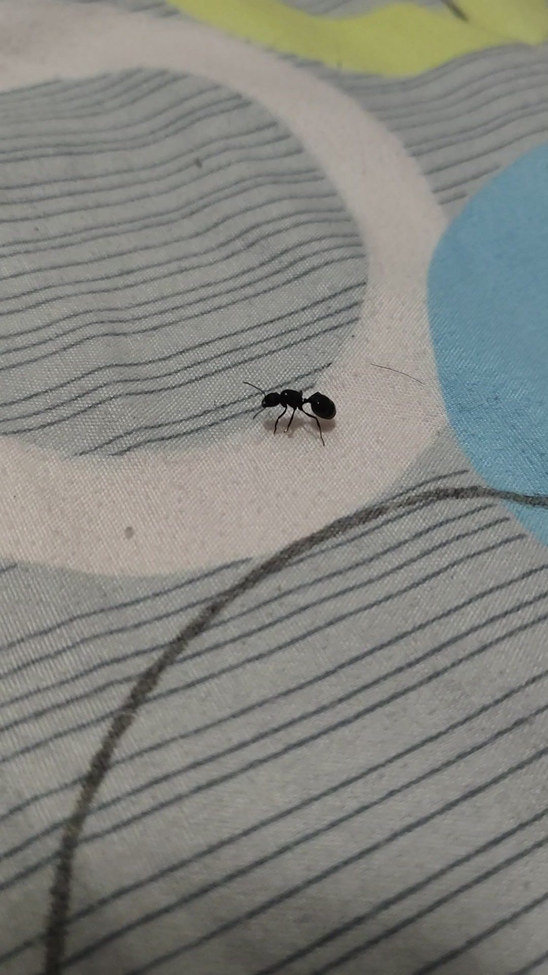 针毛收获蚁截图