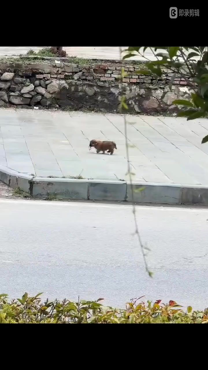 小狗狗截图