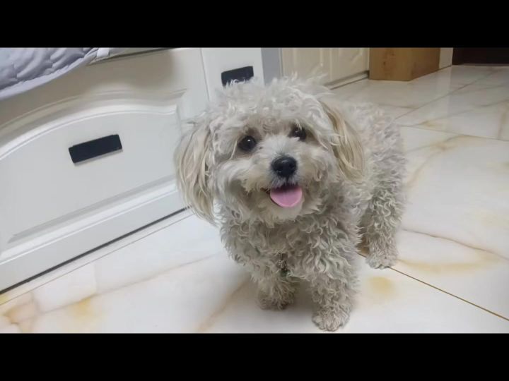我的小狗很可爱截图