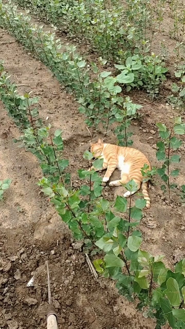 可爱的猫咪截图