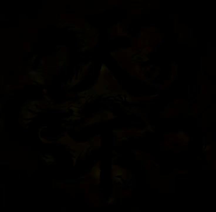 video-5725954