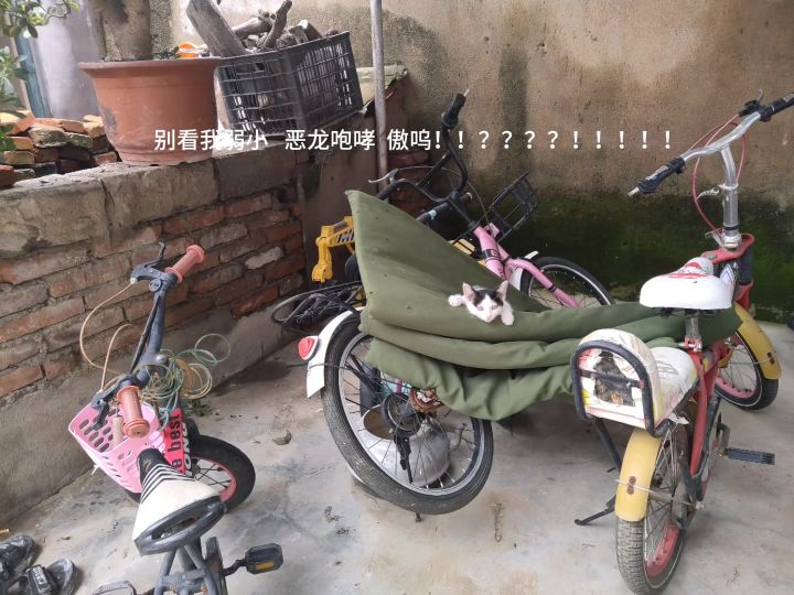 我的小猫咪!!!!截图
