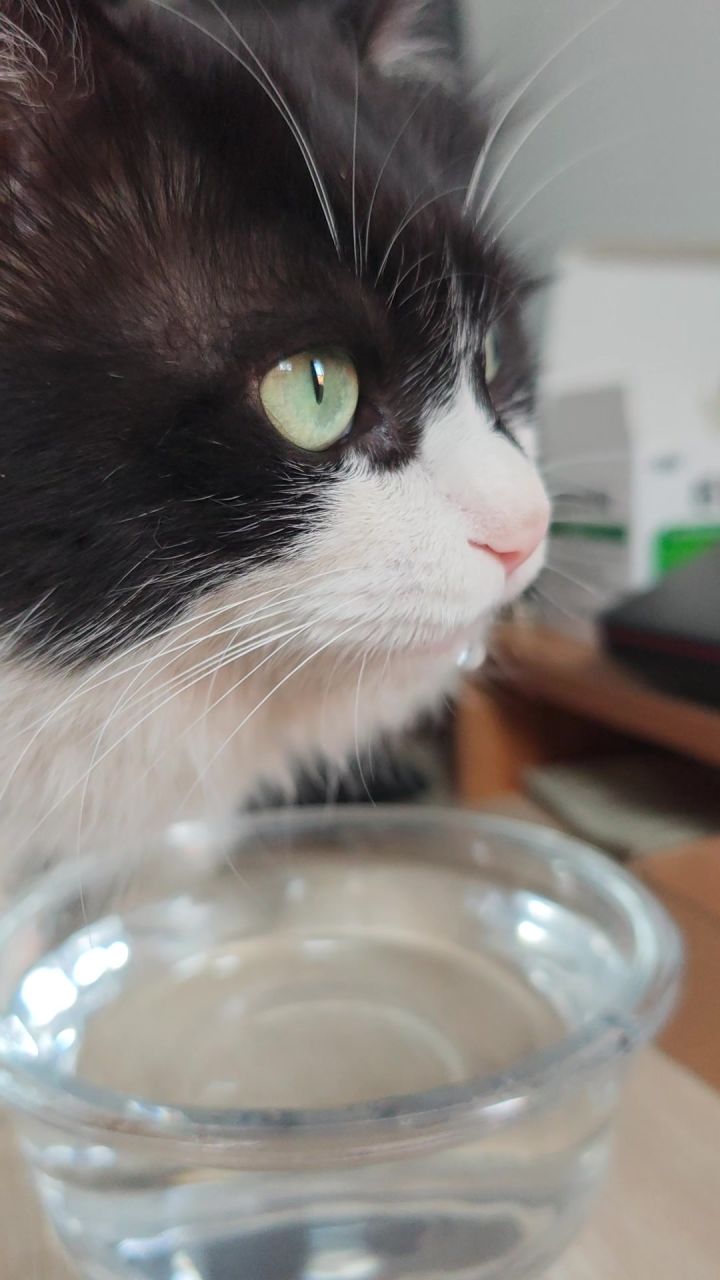 小猫喝水超长纯享版截图