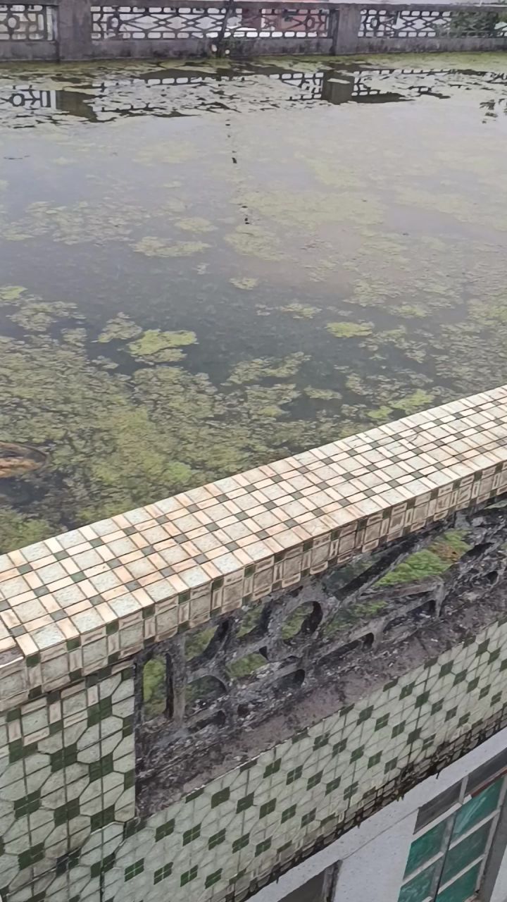 隔壁的邻居 你家屋顶的水满了而且还长东西了😱截图