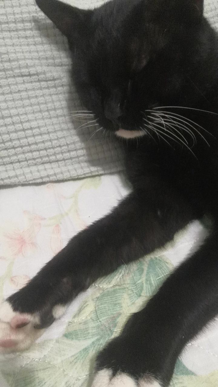 可爱的小猫咪截图