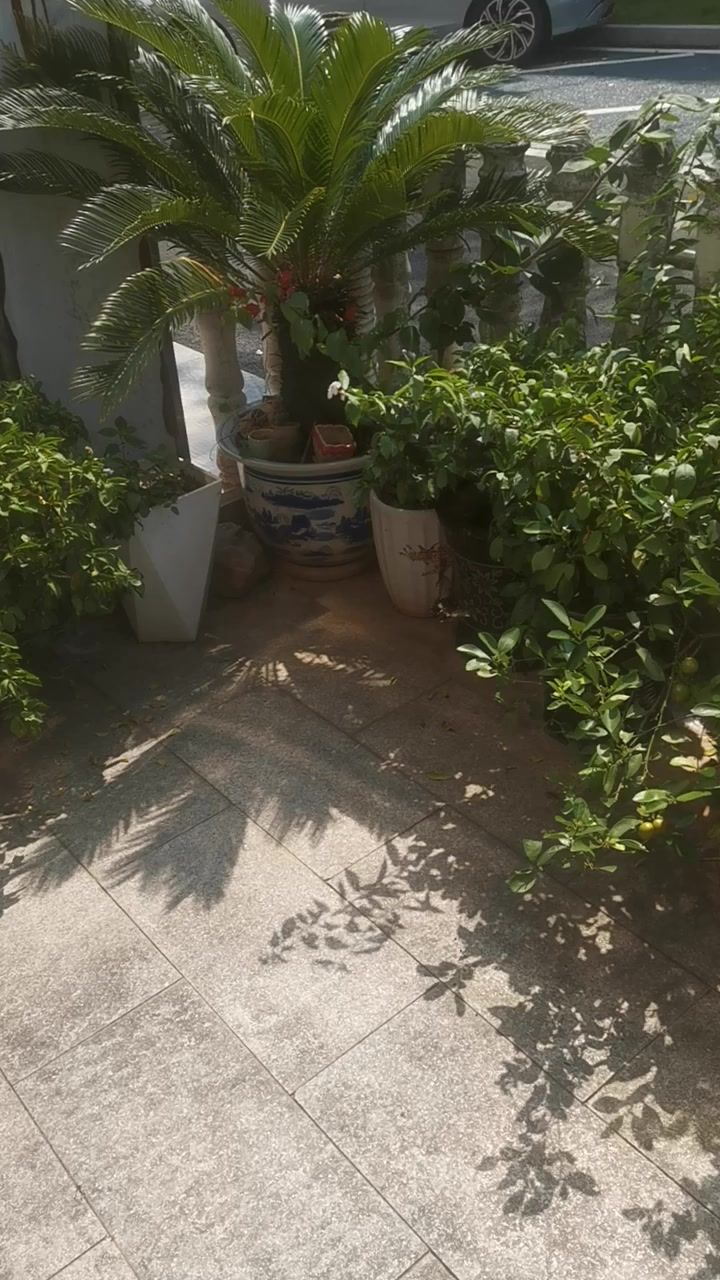 这是什么蝴蝶截图
