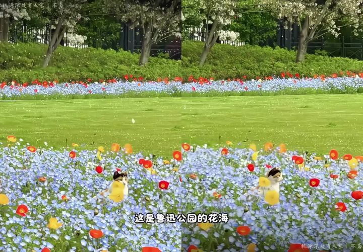 走进公园里的蓝色莫奈花海🌷截图