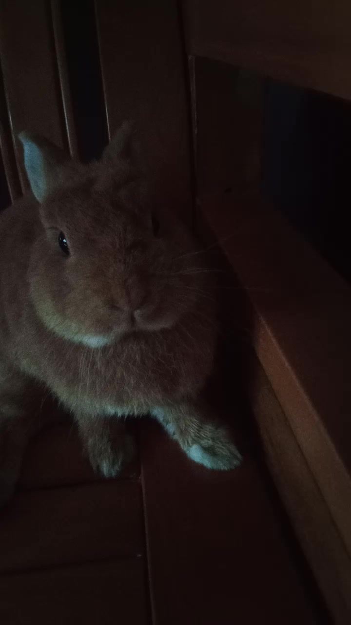 🐰兔子/可爱截图