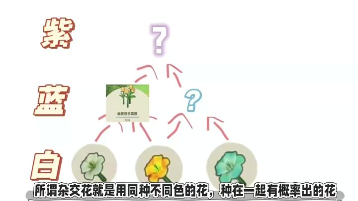 【攻略】星布谷地快速详细的杂交花种花攻略来了!种花懒人方案截图