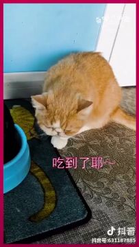 奇喵的尼果偷食吃~~