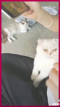 和尼果一起玩游戏吧！！
