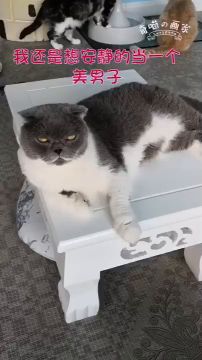 为了口猫粮而打架的奇喵！