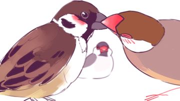 4月18日全平台上线《文鸟恋爱物语》公鸟和公鸟，怎么可以...