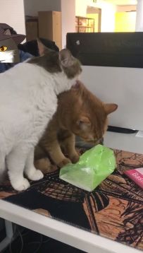 夏日抓虫（BUG收集）行动 代号1.5.1