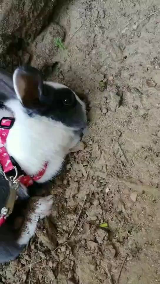 带兔子玩🐰截图