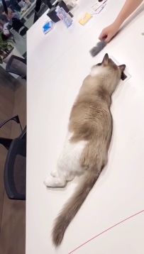 【猫灵日常】你逗任你逗，喵动算喵输！