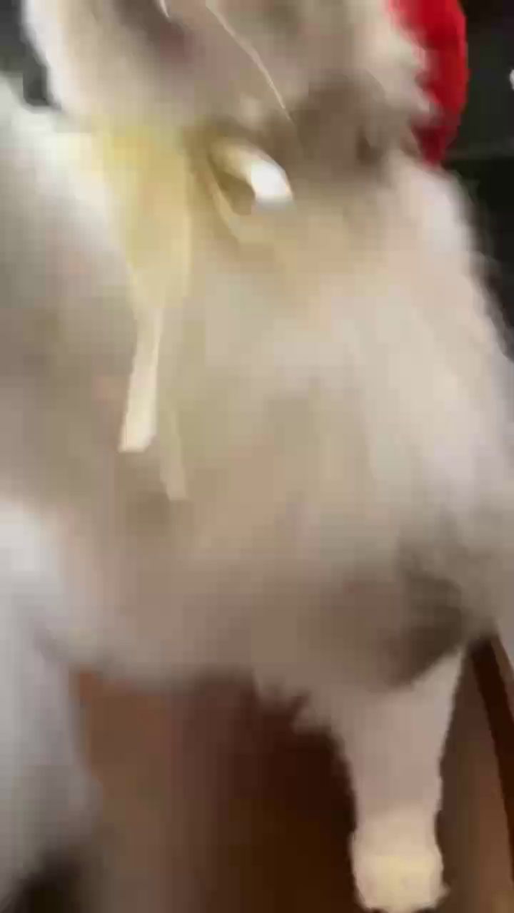 【羁绊】又是和我家四脚吞金兽相亲相爱的一天截图
