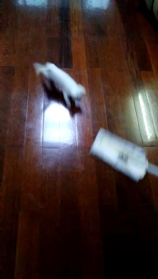 【萌宠选美】还有我家追拖把的猫猫~截图