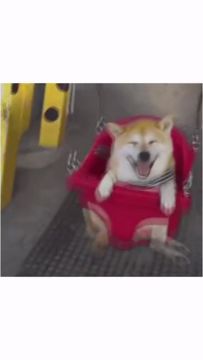 嘻嘻，柴犬侠最新视频～