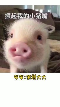 [版本更新1/2] 全新道具卡 可爱能飞能救人