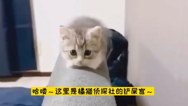橘猫侦探社-重要NPC社长篇介绍，橘猫社长究竟是谁？截图