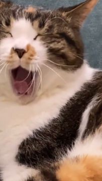 《小猫爱消除》火热预约中，预约请戳：https://cat.qq.com/