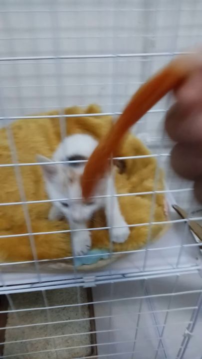 想吃辣条的小猫咪截图