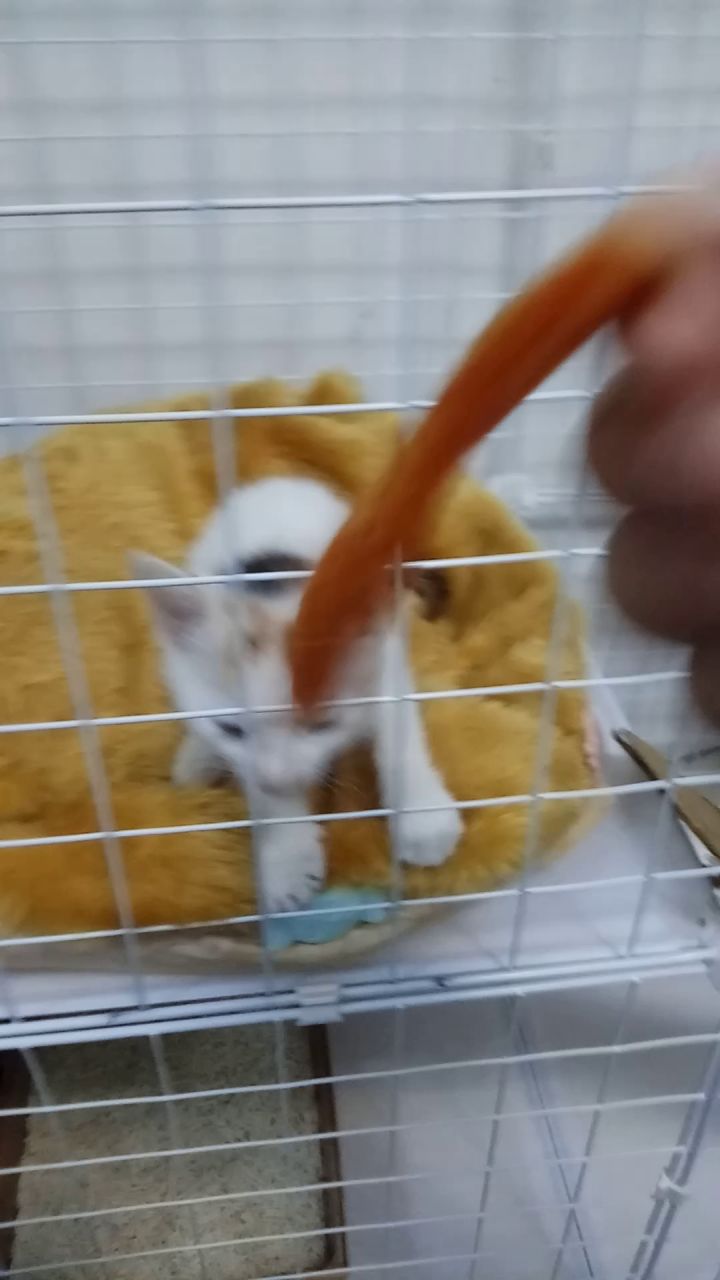 想吃辣条的小猫咪截图