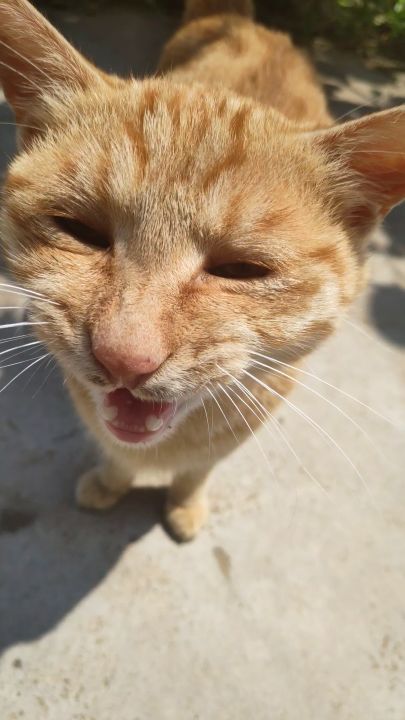 某只猫截图