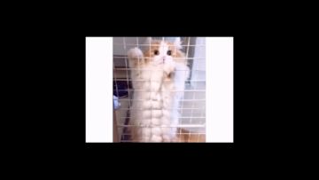 #这猫不参加奥运会可惜了##猫咪也是有自尊心的##小猫爱消除#