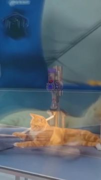 不说了，下次给吸猫官表演个独家绝技怎么样？