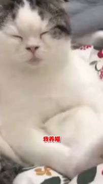 同样是养猫，差距咋就这么大叻