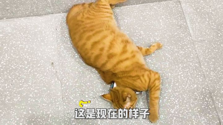 祝八哥生日快乐 喵~ ฅ ฅ截图