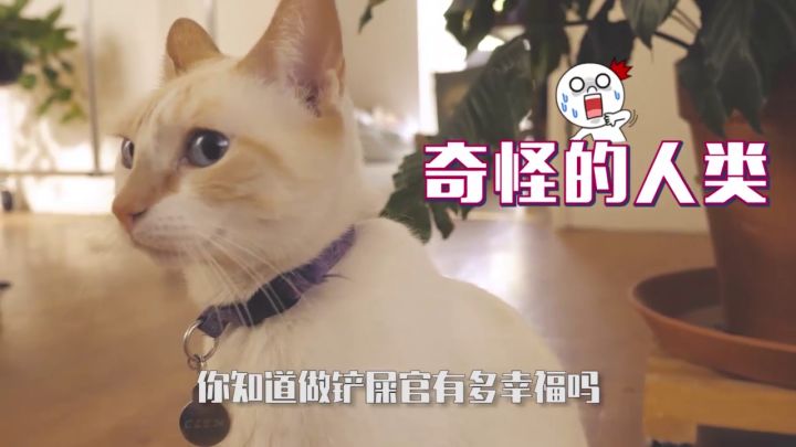 这么可爱的小猫咪你不想下手嘛?截图