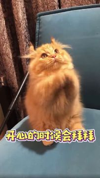 小猫咪的心你别猜