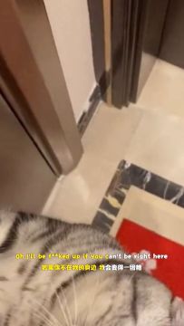 听说最近多才多艺的小猫咪们争先参加唱歌跳舞挑战了？各位吸猫官们喜欢视频里哪只呢