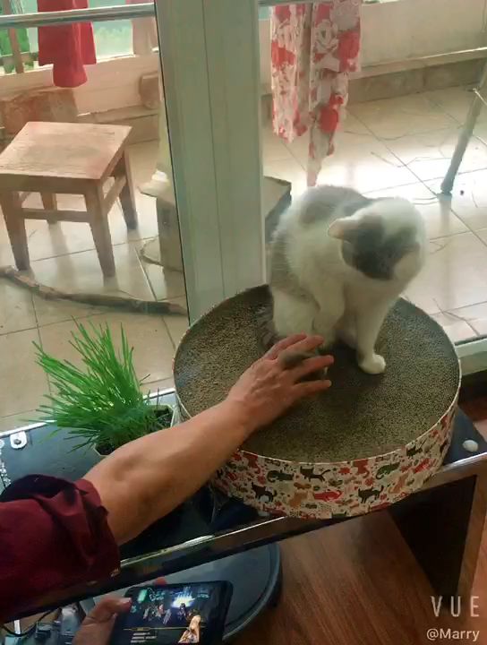 【羁绊】让家庭充满欢乐的猫截图