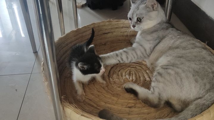【羁绊】原住民&新小弟截图
