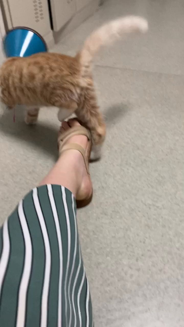 【羁绊】杰克猫截图